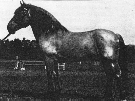 rakouský norik 535 Vulko (*1941) - použit v lánském chovu (fotografie z knihy Chov koní (učebnice) - Jan Štrupl a kol.)