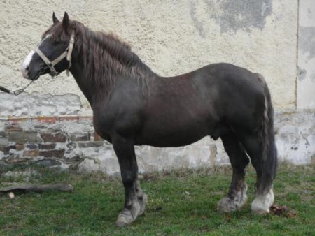 685 Gotlas (v chovu od roku 1997 do 2014)