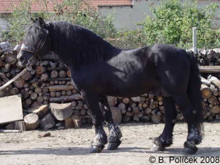 2392 Bosbar (v chovu 1986 - 2011)