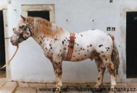 2604 Nebran (v chovu od roku 1993 do 1997)