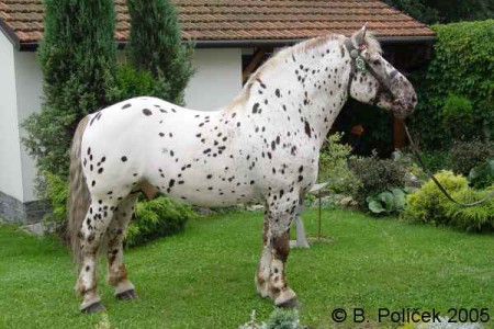 2774 Navar (v chovu od roku 2000)