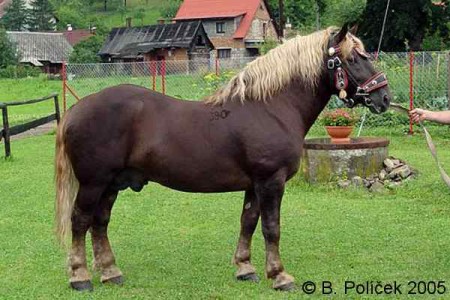 2775 Neugo (v chovu od roku 2000 do 2006)