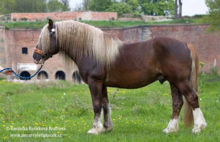 1158 Sauron (v chovu 2006 - 2022)