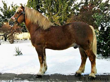 2694 Sasun (v chovu 1996 - 2016)