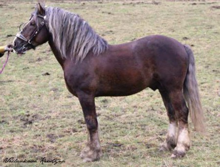 1726 Subar (v chovu 2011 - 2016)