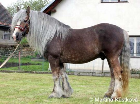 1227 Nugát (v chovu od roku 2007 do 2020)