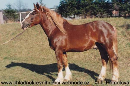 484 Faust I-4 (v chovu 1993 - 2006)