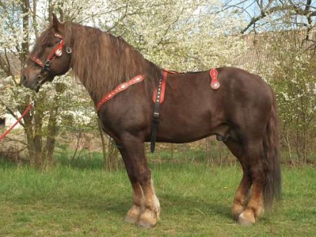 1956 Brit (v chovu 2013)