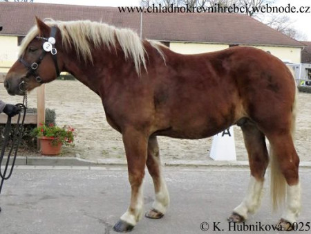 3473 Karel (v chovu 2025)