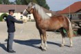 /album/potomstvo-hrebce-1726-subar/a2016-sorbon-von-wapensdorf-60-805-jpg/