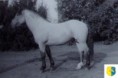 /album/potomstvo-hrebce-1818-streiter-z-netolic/1964-streiter-z-lan-1-955-jpg/