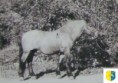 /album/potomstvo-hrebce-1818-streiter-z-netolic/1965-streiter-z-lan-5-1980-jpg/