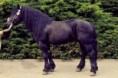 /album/potomstvo-hrebce-2392-bosbar/1994-borax-59-428-jpg/