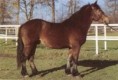 /album/potomstvo-hrebce-2392-bosbar/1998-bertik-59-637-jpg/
