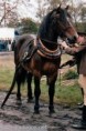 /album/potomstvo-hrebce-2392-bosbar/1999-baluf-59-664-jpg/