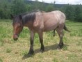 /album/potomstvo-hrebce-1838-gibs/2016-gulliver-dubnicky-31-694-jpg/