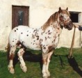 /album/potomstvo-hrebce-2204-neugot-z-netolic-4/1991-nebran-2604-jpg/