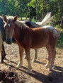 /album/potomstvo-hrebce-2584-fantom/2024-forrest-23-72-jpg/