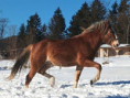 /album/potomstvo-hrebce-2703-rango/2023-robie-31-124-jpg/