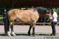 /album/potomstvo-hrebce-729-dir1/2011-ben-nevis-26-353-jpg/